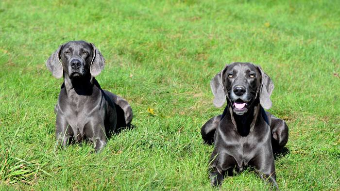 ABBY und Goofi liegen auf der Wiese