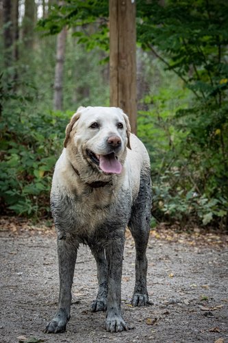 Balu so fühlt er sich wohl...und jetzt unter die Dusche