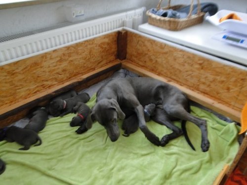 Emma hilft bei Mama Abby mit