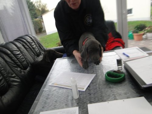 die Wurfabnahme war am Donnerstag.....