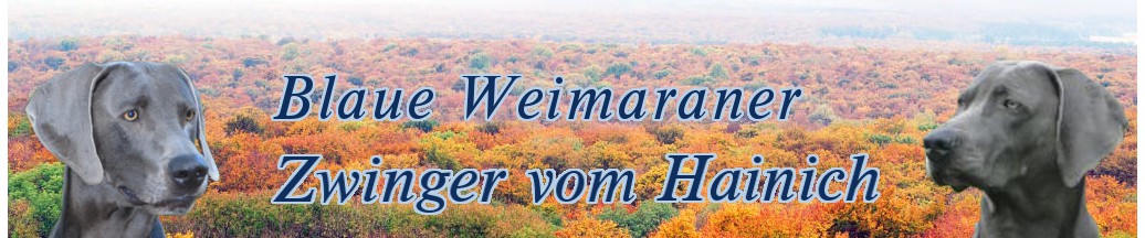 Blaue Weimaraner - Zwinge vom Hainich